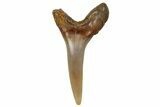Fossil Sand Tiger Shark Tooth (Carcharias) - Angola #259464-1